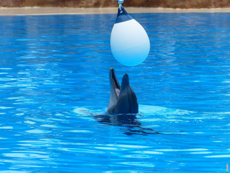 Read more about the article Jak wieloryby i delfiny oddychają?