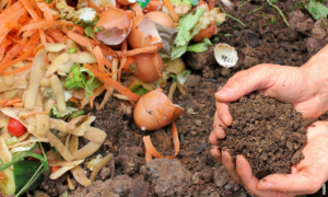 Read more about the article Was ist Kompostierung und wie funktioniert sie?