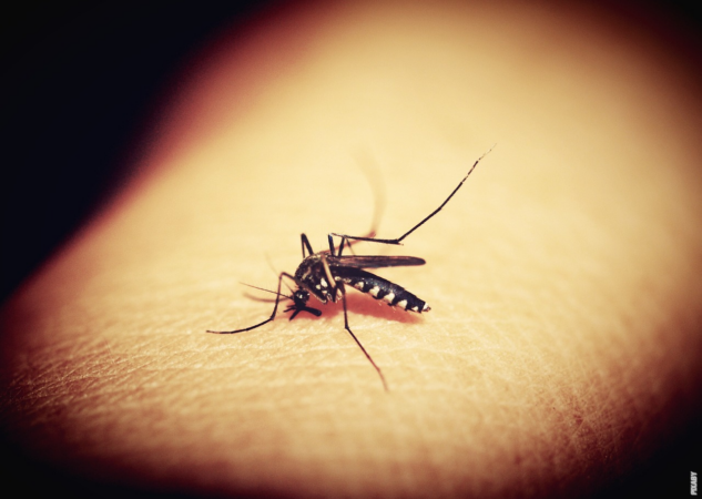 Prenoser myggor sjukdomar?