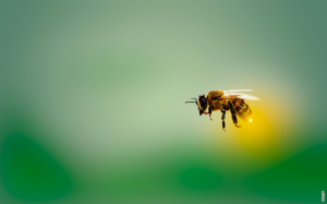 Read more about the article Hvad er en flue?