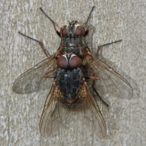 Read more about the article Como as moscas se reproduzem?