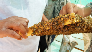 Read more about the article Hvorfor er dronningen av bier kjent som ‘biekongen’?