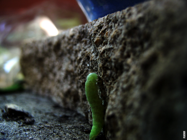 Read more about the article A fascinante vida dos vermes: os animais que desafiam a classificação