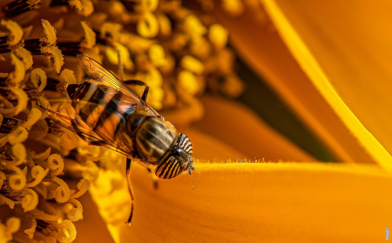 Lee más sobre el artículo ¿Cuántas especies de insectos existen?