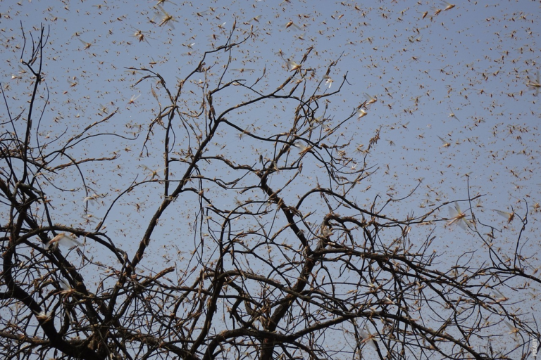 Read more about the article Where Do Locust Swarms Come From?