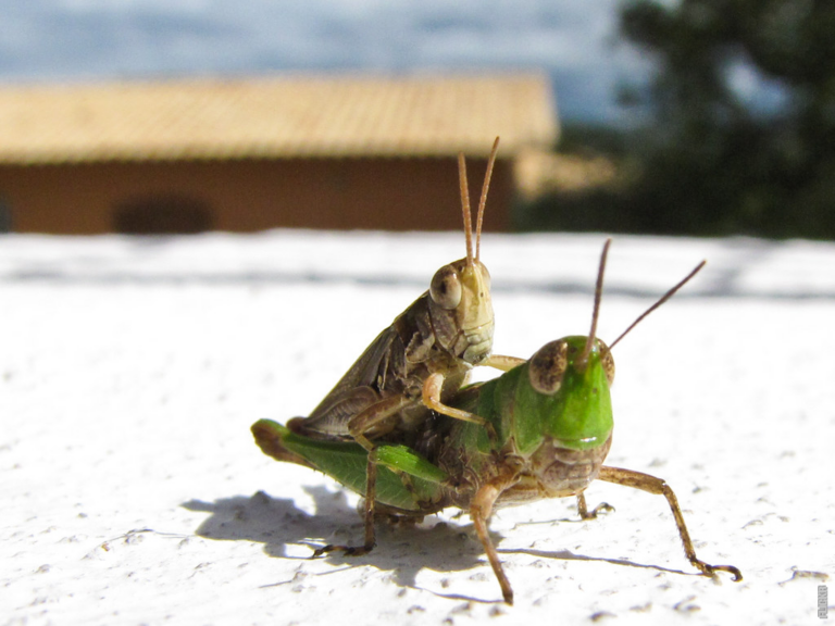 Scopri di più sull'articolo Dove depongono le uova le cavallette?