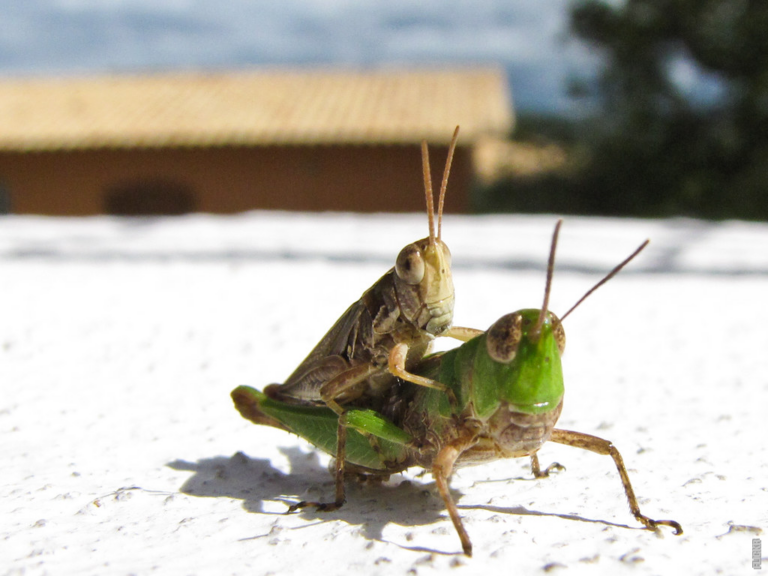 Read more about the article Hvor legger gresshopper eggene sine?