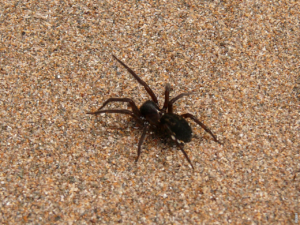 Read more about the article 哪些蜘蛛是有毒的？