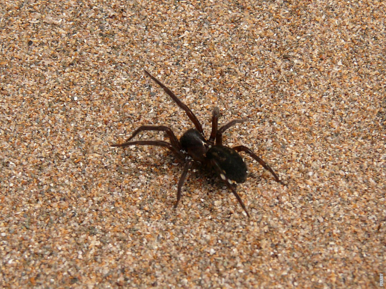 Read more about the article Mitkä hämähäkit ovat myrkyllisiä?