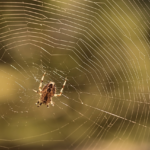 Como as aranhas constroem suas teias?