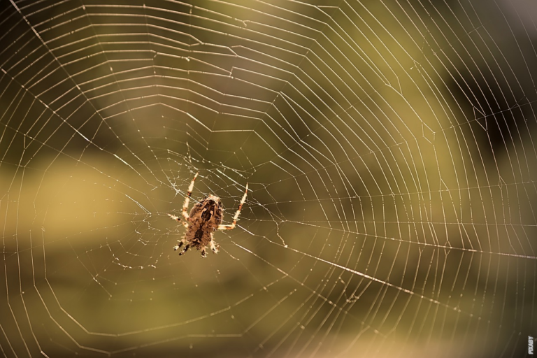 Lire la suite à propos de l’article Comment les araignées construisent leurs toiles