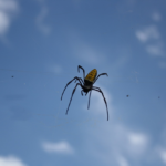 塔兰图拉蜘蛛的毒性：神秘与危险