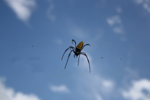 Lire la suite à propos de l’article Les araignées tarantules : des créatures fascinantes et redoutables