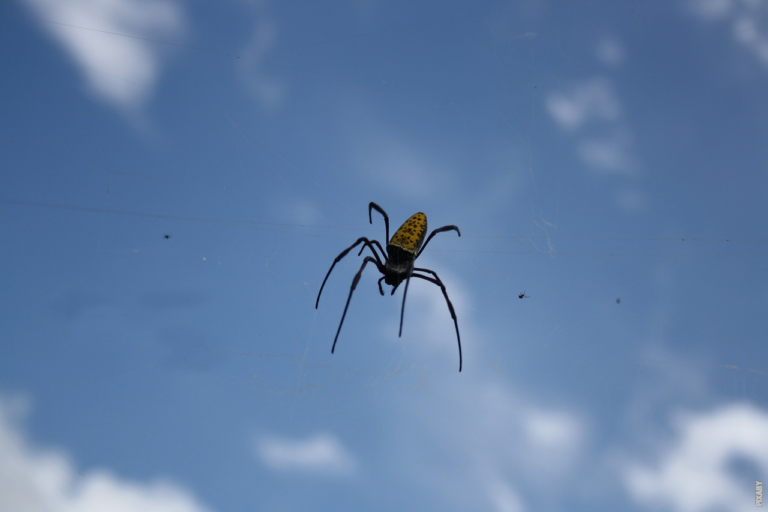 Läs mer om artikeln Är tarantuler giftiga?