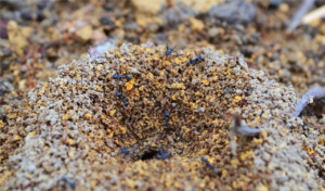 Read more about the article Levende maur lever utelukkende i samfunn?