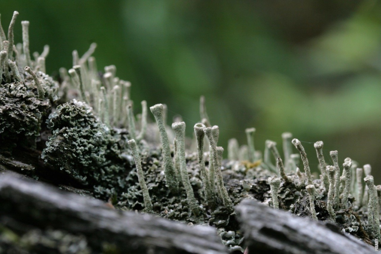 Read more about the article O incrível mundo das musgos: uma maravilha da natureza
