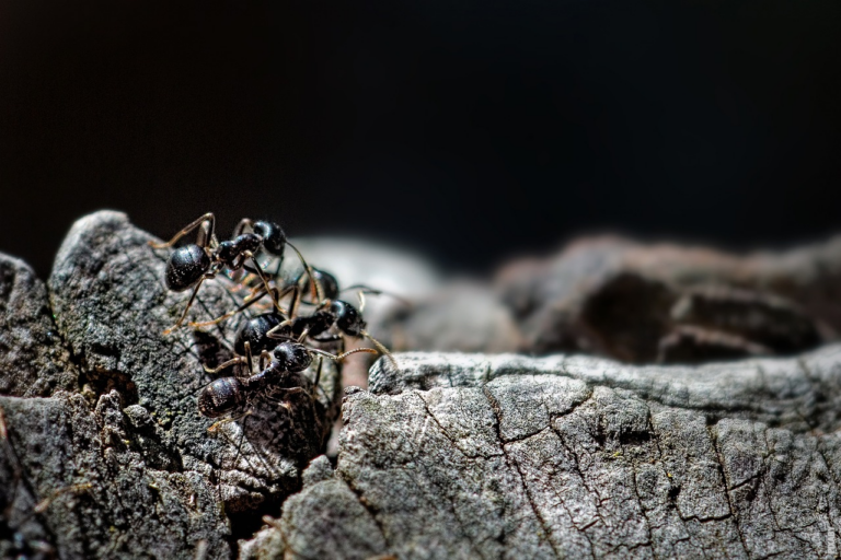 Lee más sobre el artículo ¿Cómo se comunican las hormigas?