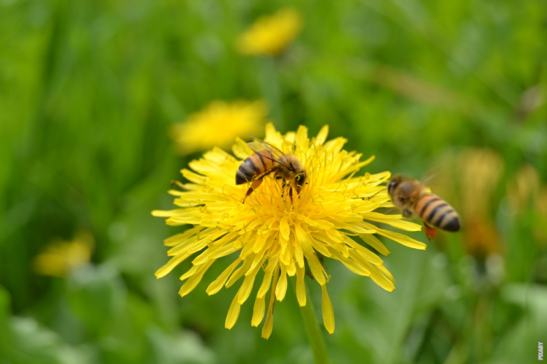 Lire la suite à propos de l’article Qu’est-ce que la pollinisation?