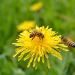 Qu’est-ce que la pollinisation?