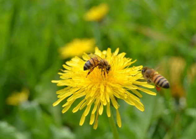 What is Pollination?