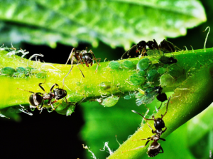 Read more about the article Kuinka ampiaiset lisääntyvät?