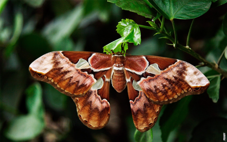 Read more about the article Hva er en møll og hvordan skiller den seg fra en sommerfugl?