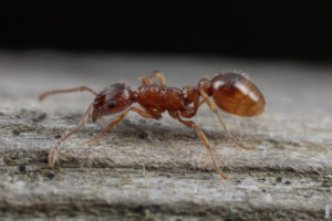 Lees meer over het artikel Hoe worden mierenkolonies gevormd?