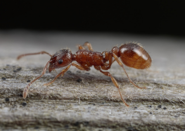 How Ant Colonies Form: The Intriguing World of Ant Societies