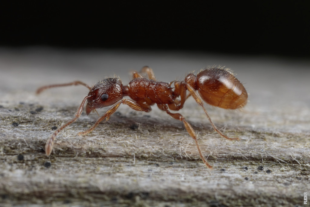 Al momento stai visualizzando Come si formano le colonie di formiche?
