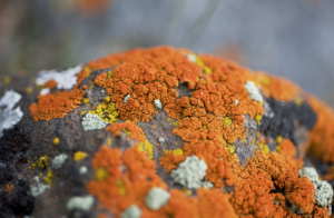 Scopri di più sull'articolo Cos’è il lichene?