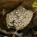 ¿Cómo es la estructura de una colmena de abejas?