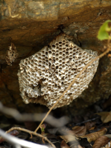 Read more about the article Wie ist die Struktur eines Bienenstocks?