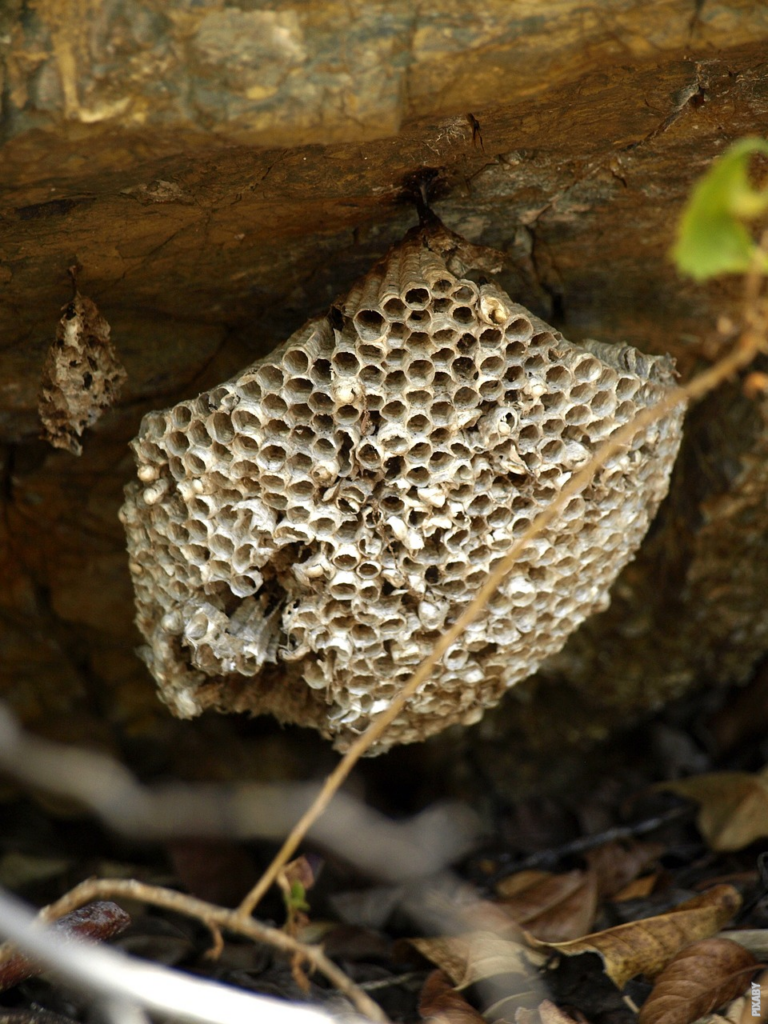 Lee más sobre el artículo ¿Cómo es la estructura de una colmena de abejas?