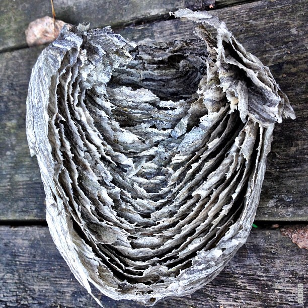 Lee más sobre el artículo ¿Cómo se estructuran los nidos de avispas?