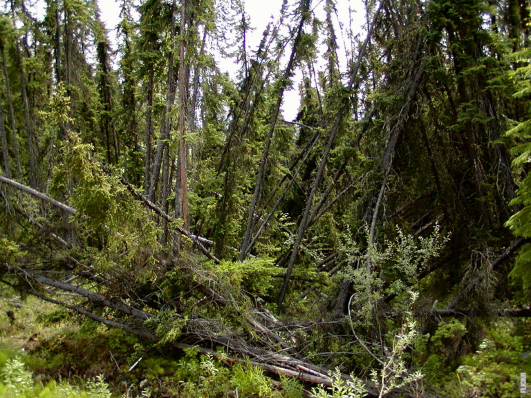 Scopri di più sull'articolo Come si forma il permafrost?