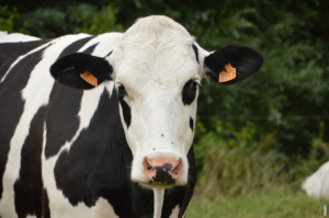 Read more about the article Hvordan melk blir produsert