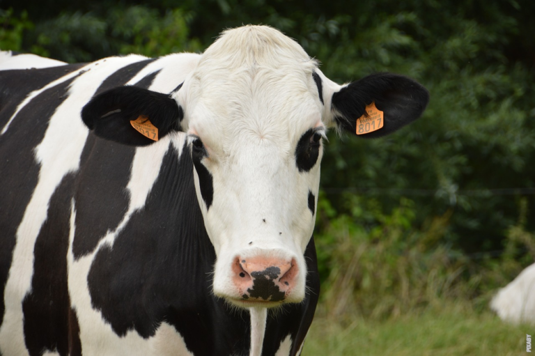 Lees meer over het artikel Hoe wordt melk geproduceerd?