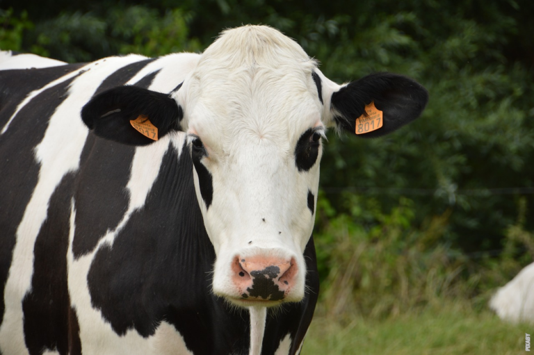 Lee más sobre el artículo ¿Cómo se obtiene la leche?