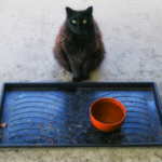 Perché il gatto nero è considerato un cattivo presagio?