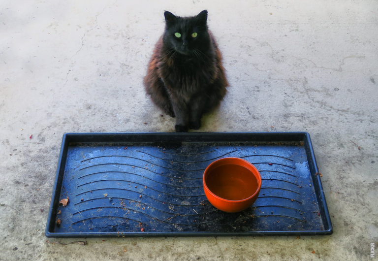 Lee más sobre el artículo ¿Por qué se considera que el gato negro es un mal presagio?