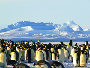 Read more about the article Finnes det liv på Antarktis?