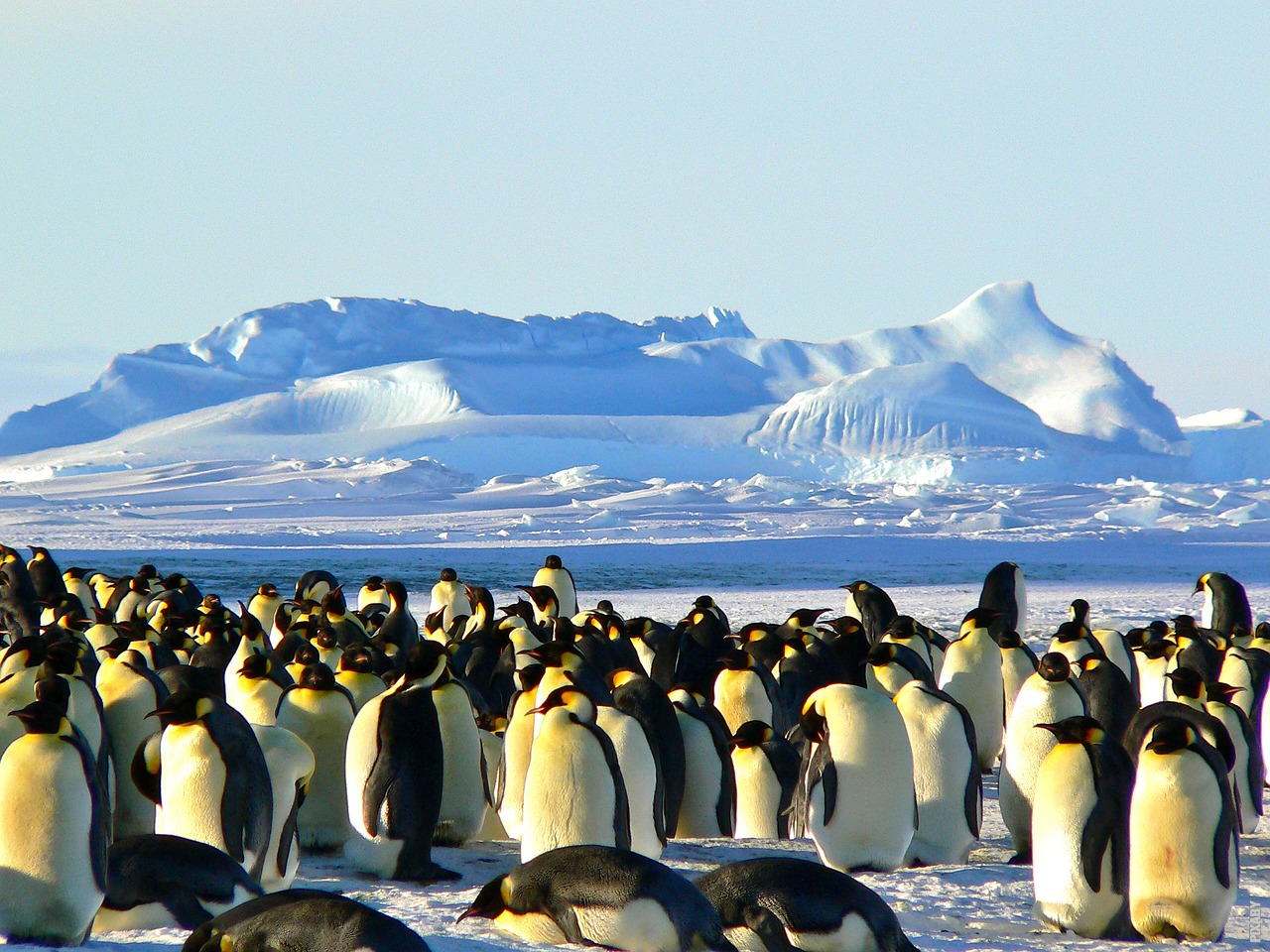 You are currently viewing Findes der liv på Antarktis?