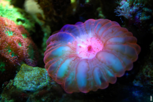 Scopri di più sull'articolo Cosa sono le coralli?