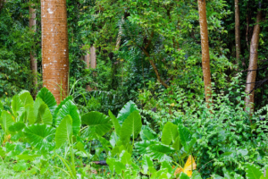 Read more about the article Hvordan dannes jungle og tropiske skove?