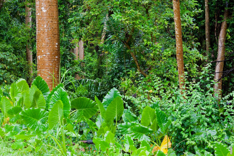 Lee más sobre el artículo ¿Cómo se forman las selvas y bosques tropicales?