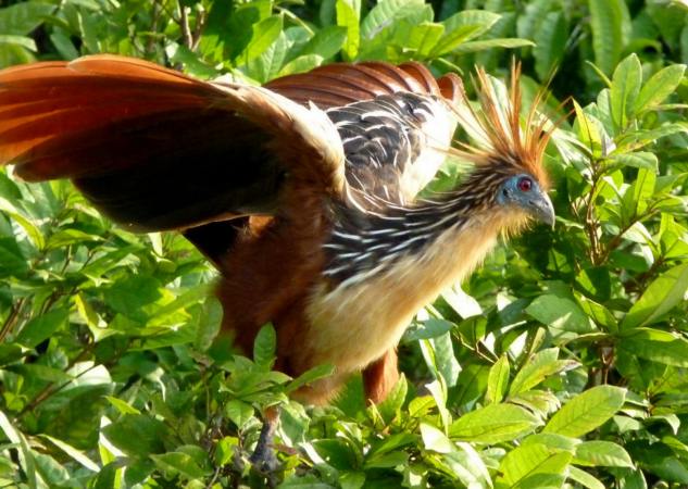 Why is the Amazon River so extraordinary?