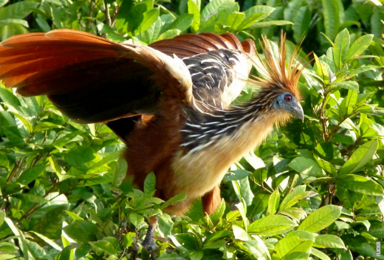 Read more about the article Hvorfor er Amazonas-floden særlig?