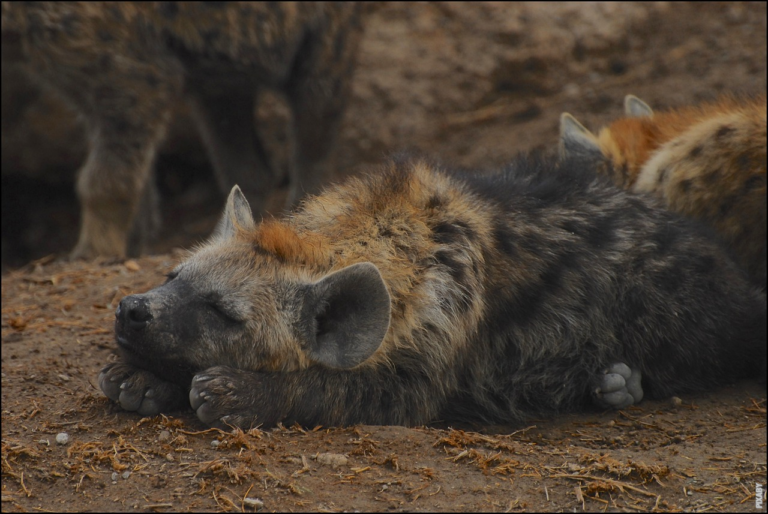 Scopri di più sull'articolo Cosa è una savana?